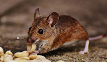 electromagnetic-and-ultrasonic-pest-repellents Experts in Cedar Ledge